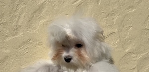 image1.jpeg